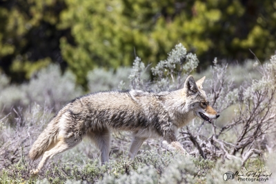 Coyote Grand Teton NP May 2025